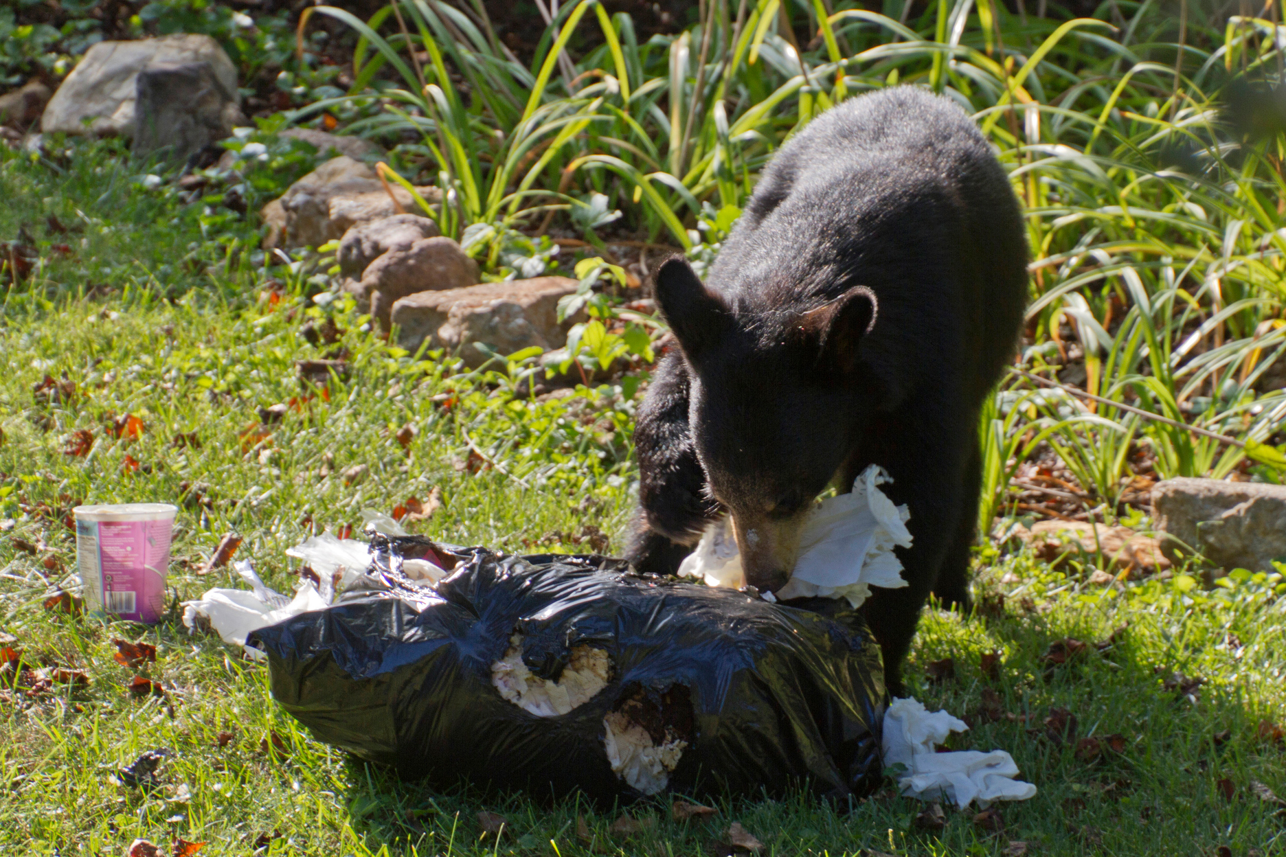 American Black Bear cub eating through a garbage bag