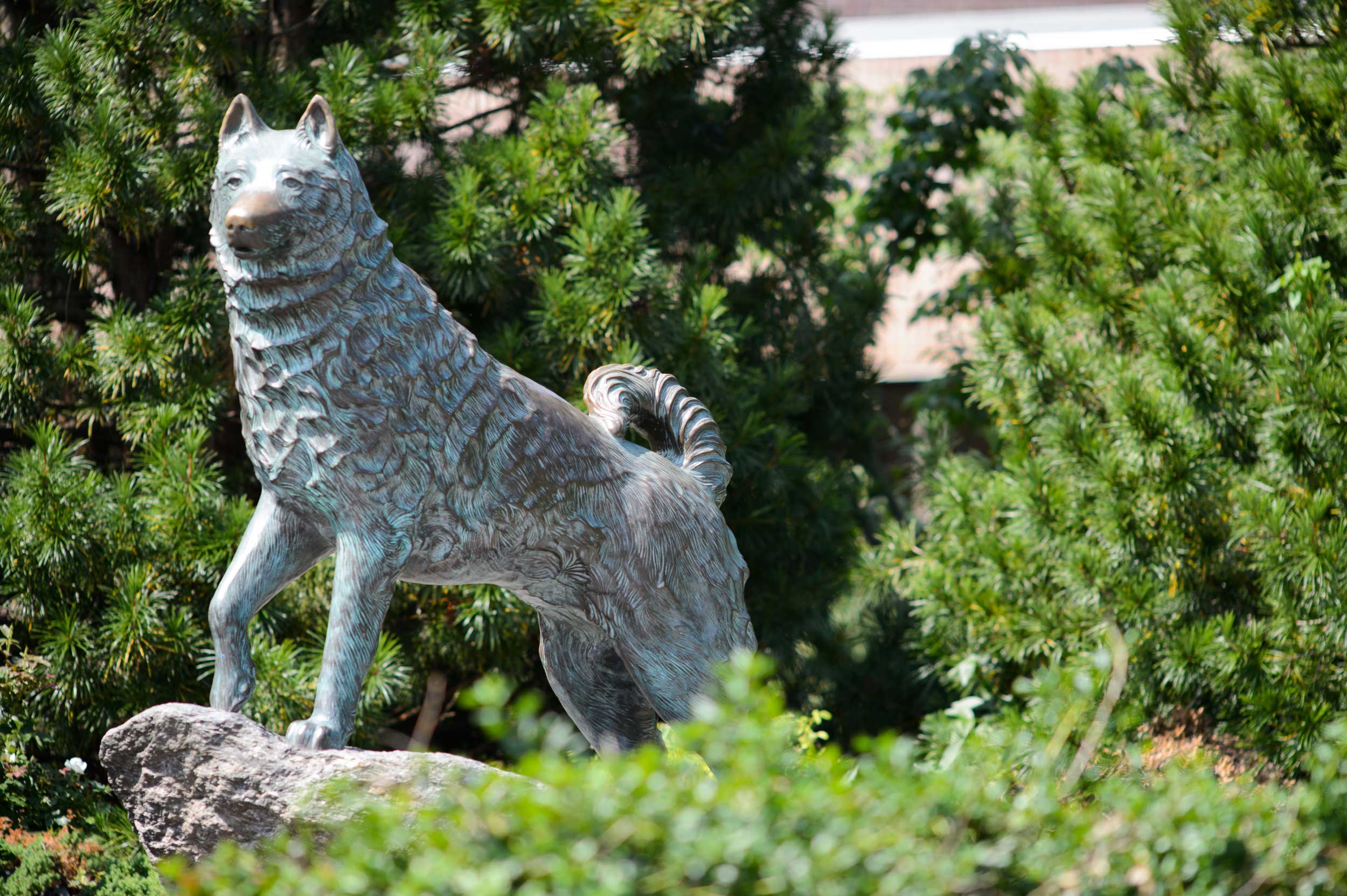 Jonathan the Husky statue in UConn, Storrs Campus