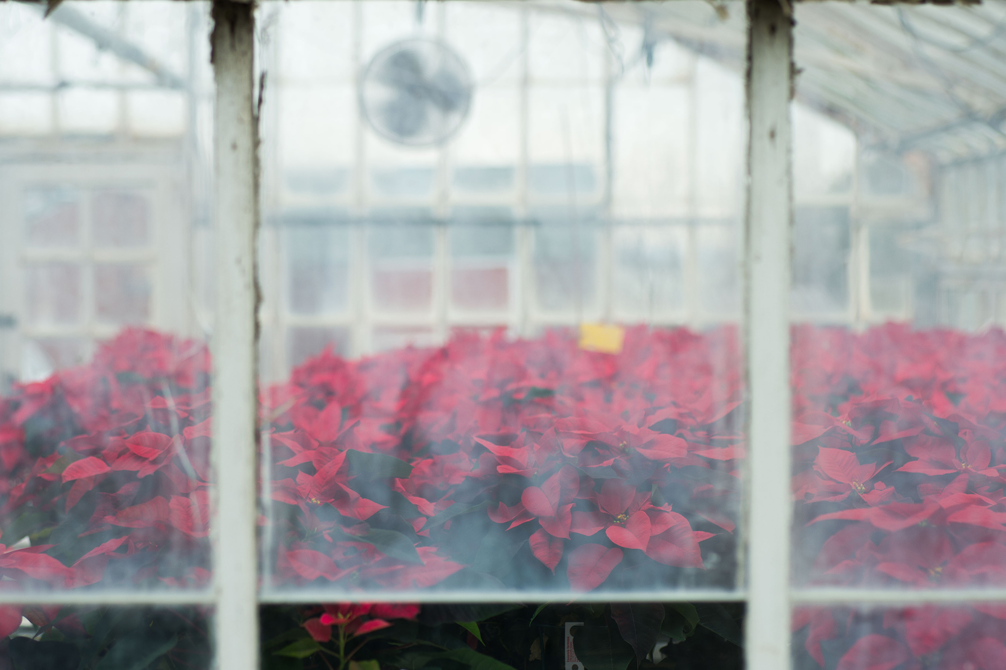 a cluster of poinsettias inside a greenhouse