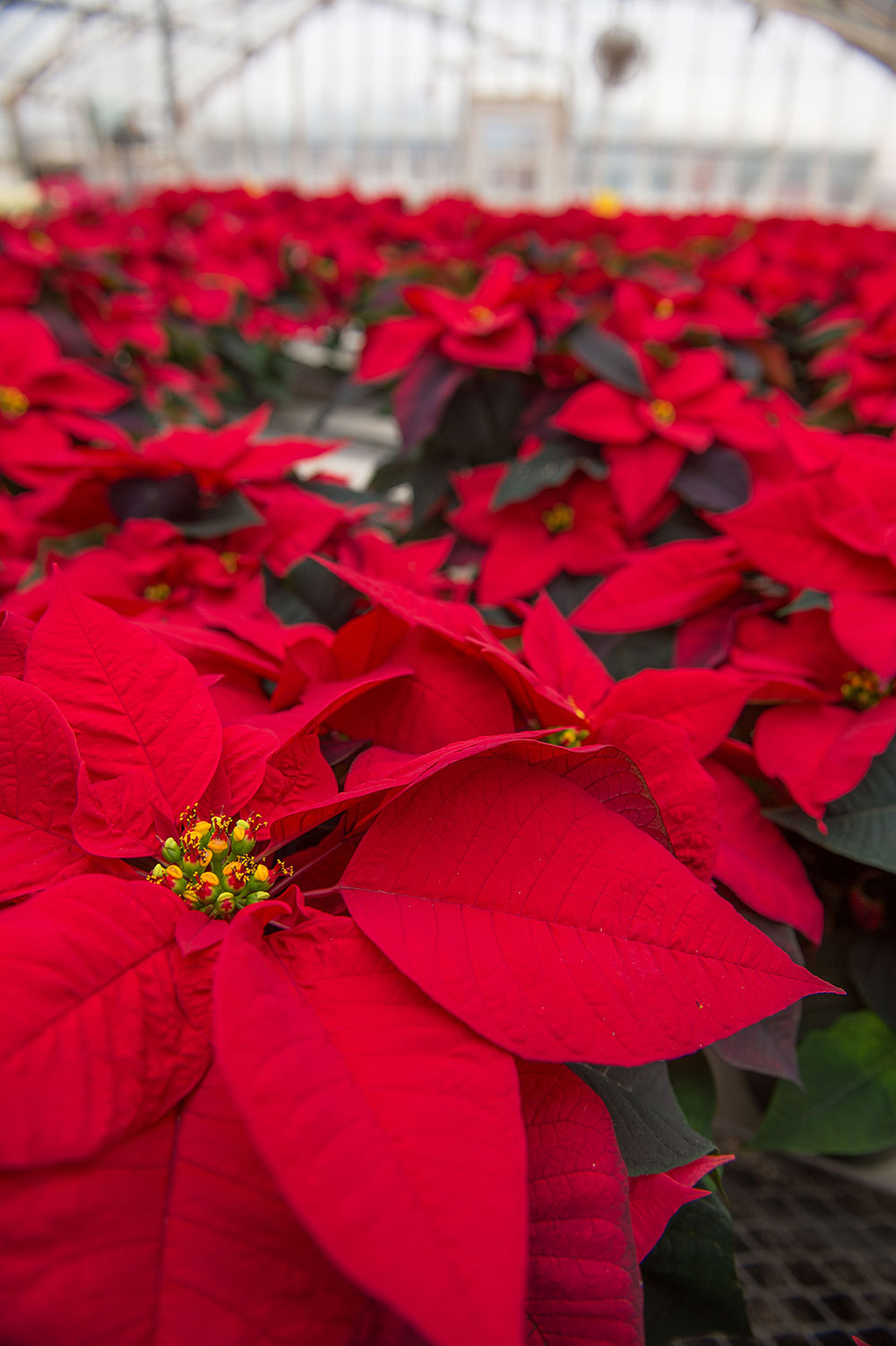 a cluster of poinsettias
