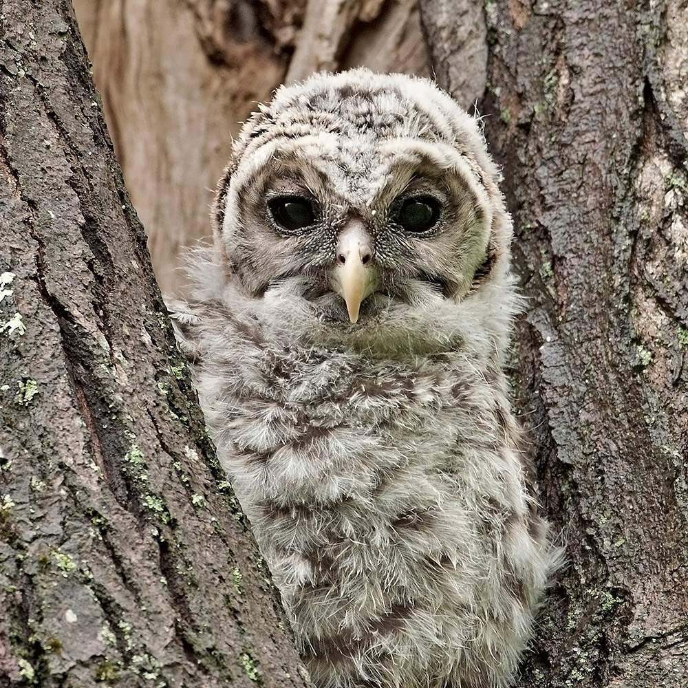 barred owl chick