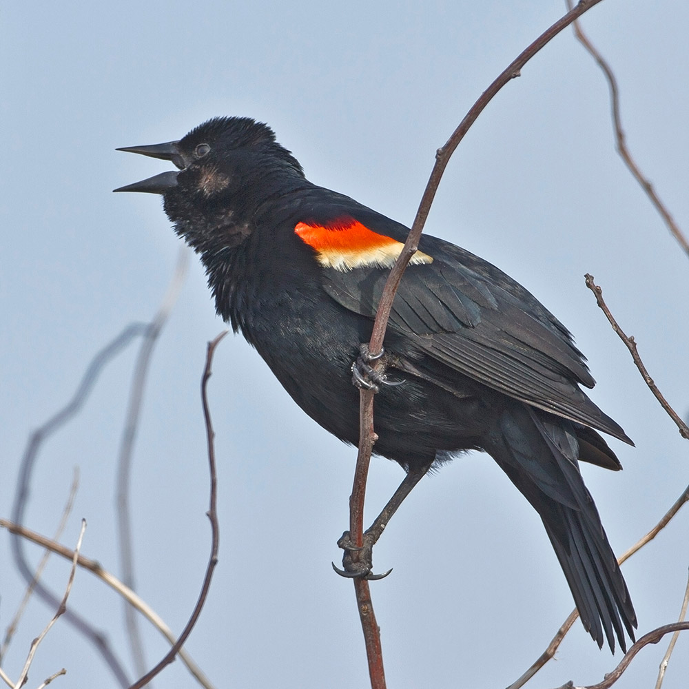 cawing red winged blackbird