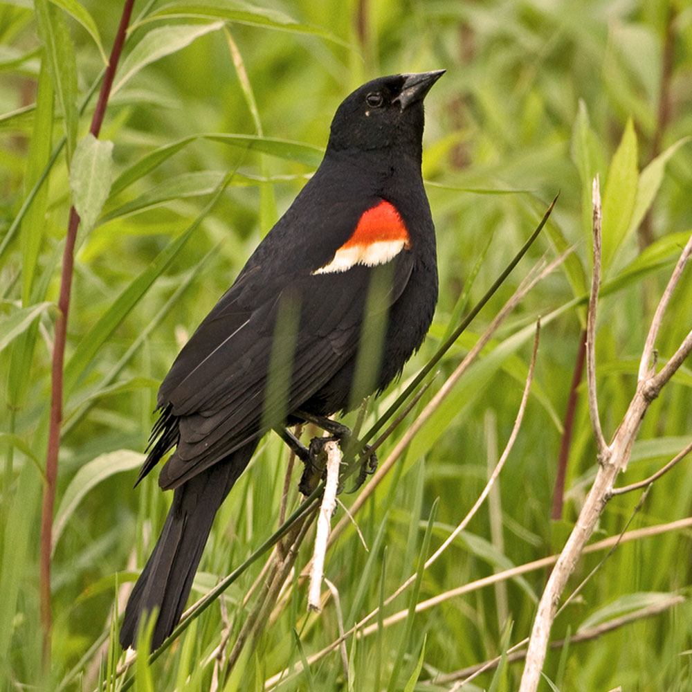 redwinged blackbird