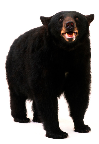 american black bear