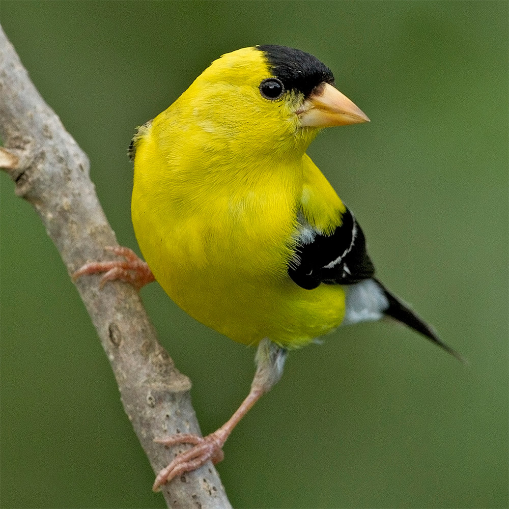 American Goldfinch