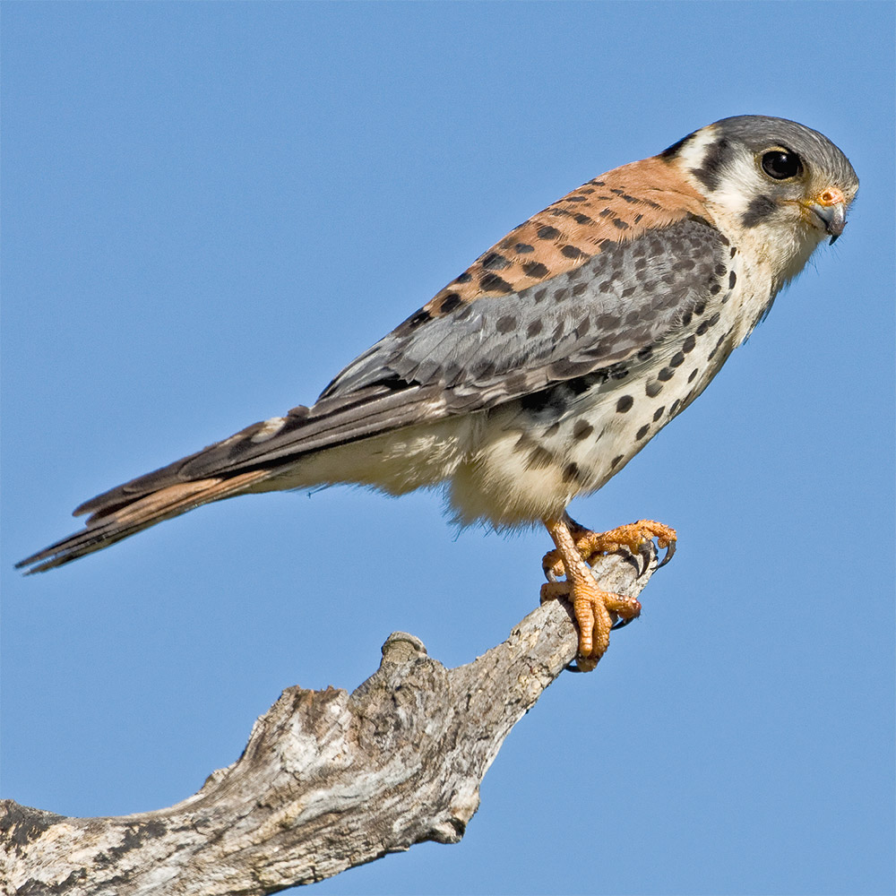 American Kestrel