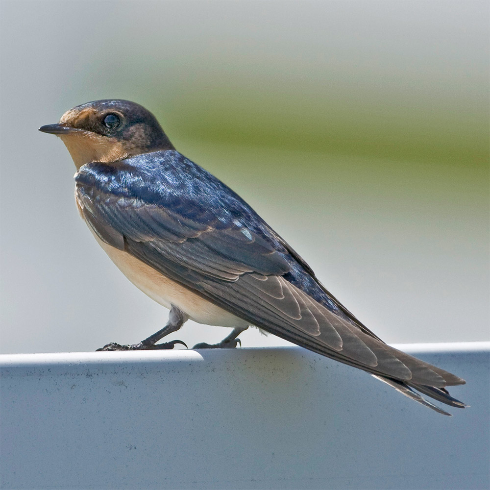 Barn Swallow