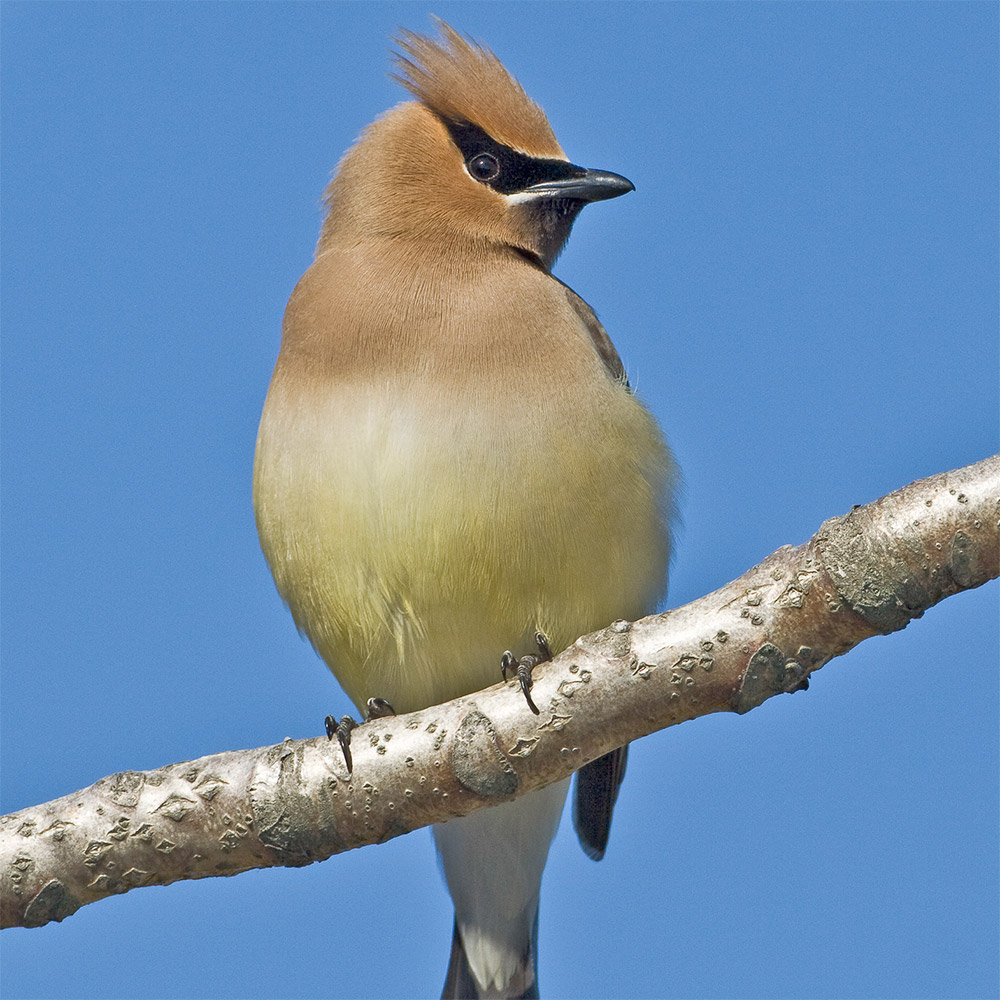 Cedar Waxwing