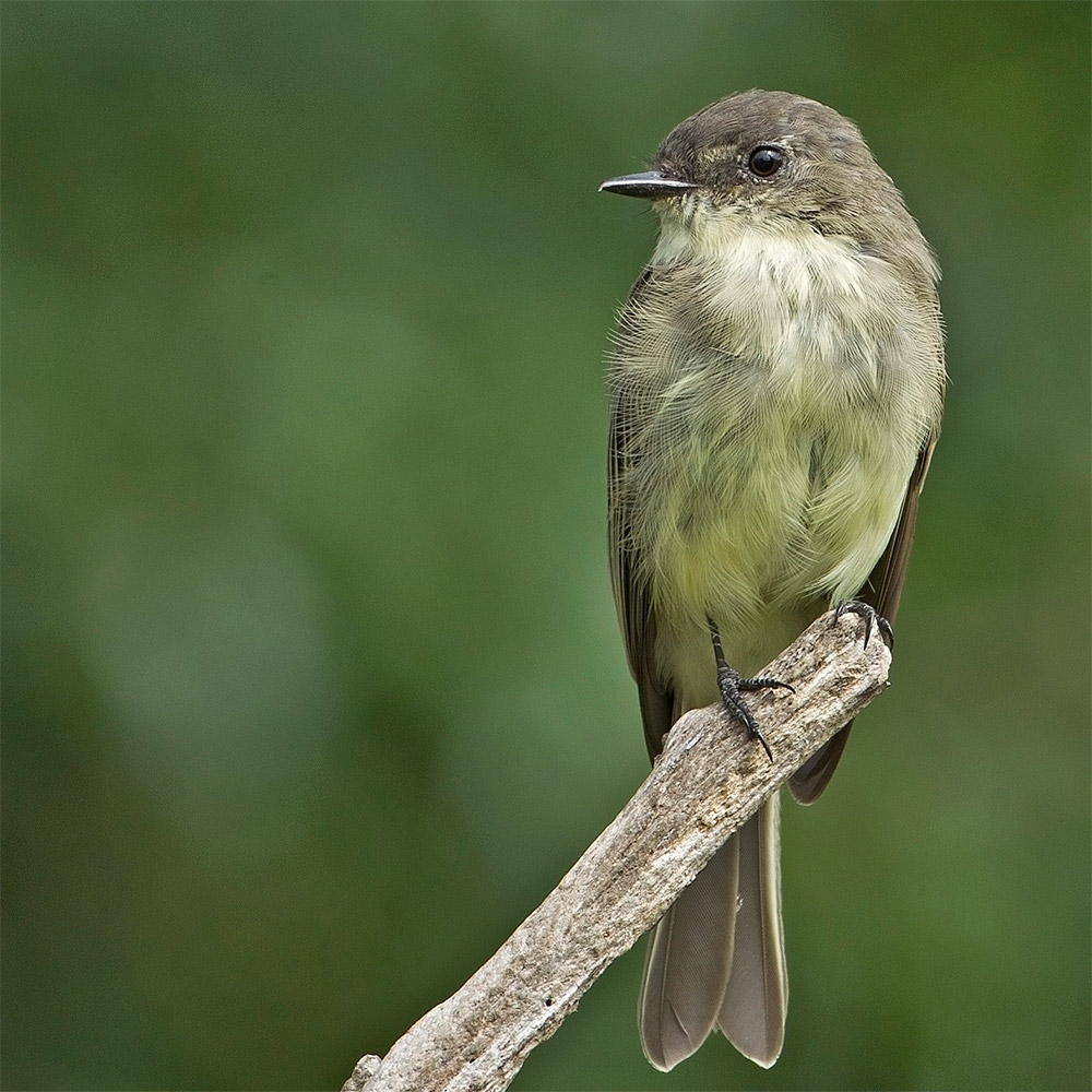 Eastern Phoebe