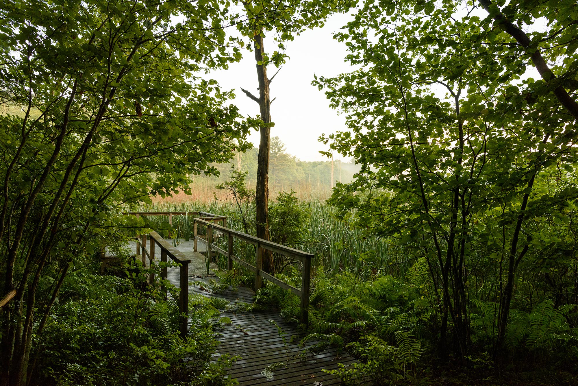 behind Discovery Drive lies a pair of wooden platforms protruding into wetlands