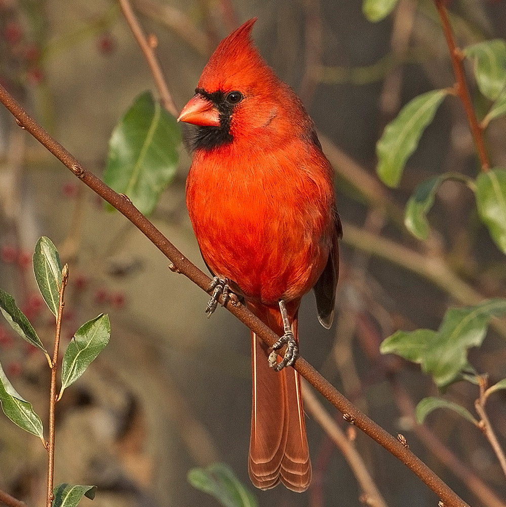 Northern Cardinal