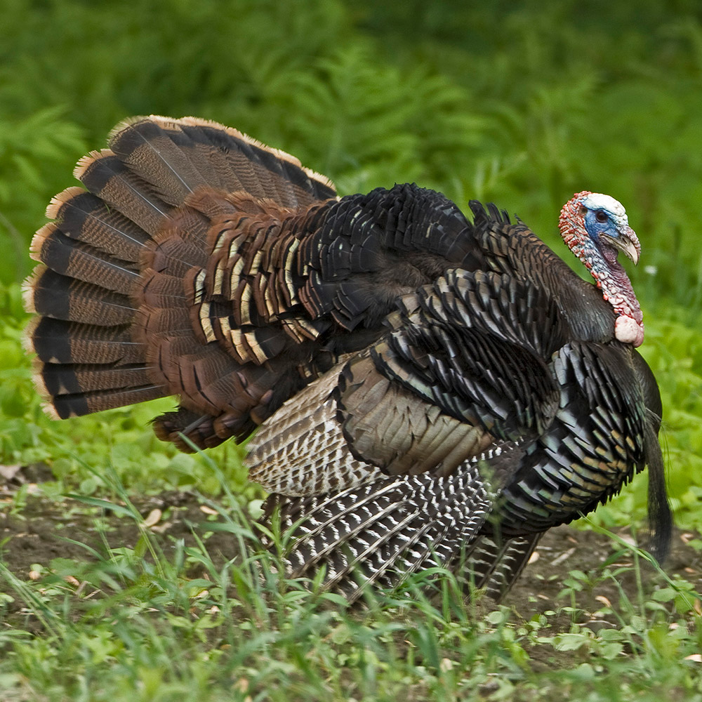 Wild Turkey