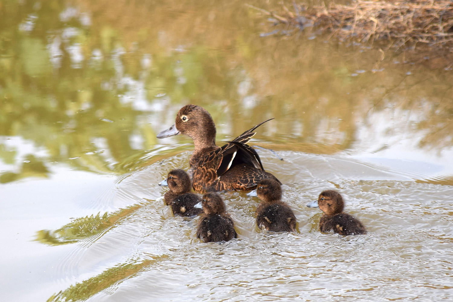 A female Pateke is with 4 of her 8 ducklings