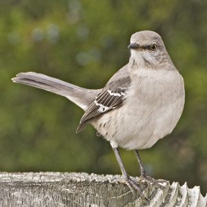 Northern Mockingbird