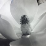 Photo of a magnolia blossom in black and white