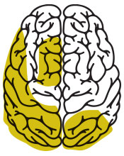 Typically Developing Brain (TD)