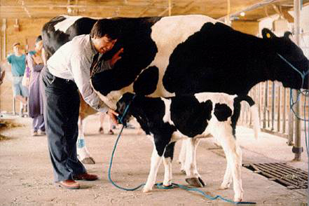 Professor Yang and cow