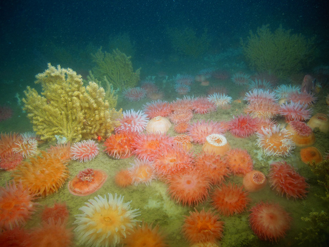Corals and anemones were observed at Western Jordan Basin by the Kraken 2 ROV in 2014. Credit: Gulf of Maine Deep Coral Science Team 2014/NURTEC-UConn/NOAA Fisheries/UMaine.
