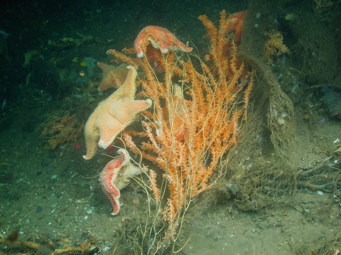 Starfish were observed on Primnoa coral at outer Schoodic Ridges by the Kraken 2 ROV in 2014. An abandoned fishing net was seen to the right of the coral. Credit: Gulf of Maine Deep Coral Science Team 2014/NURTEC-UConn/NOAA Fisheries/UMaine.