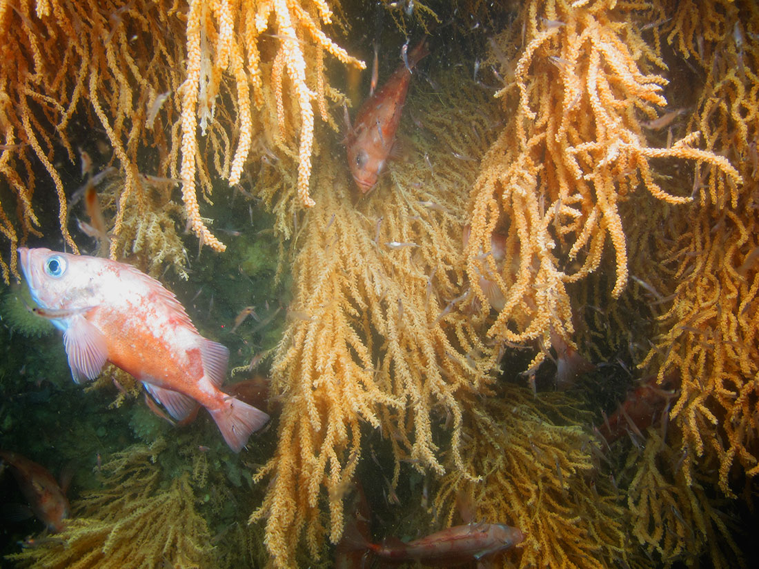 Goosefish and corals were observed at Western Jordan Basin by the Kraken 2 ROV in 2014. Credit: Gulf of Maine Deep Coral Science Team 2014/NURTEC-UConn/NOAA Fisheries/UMaine.