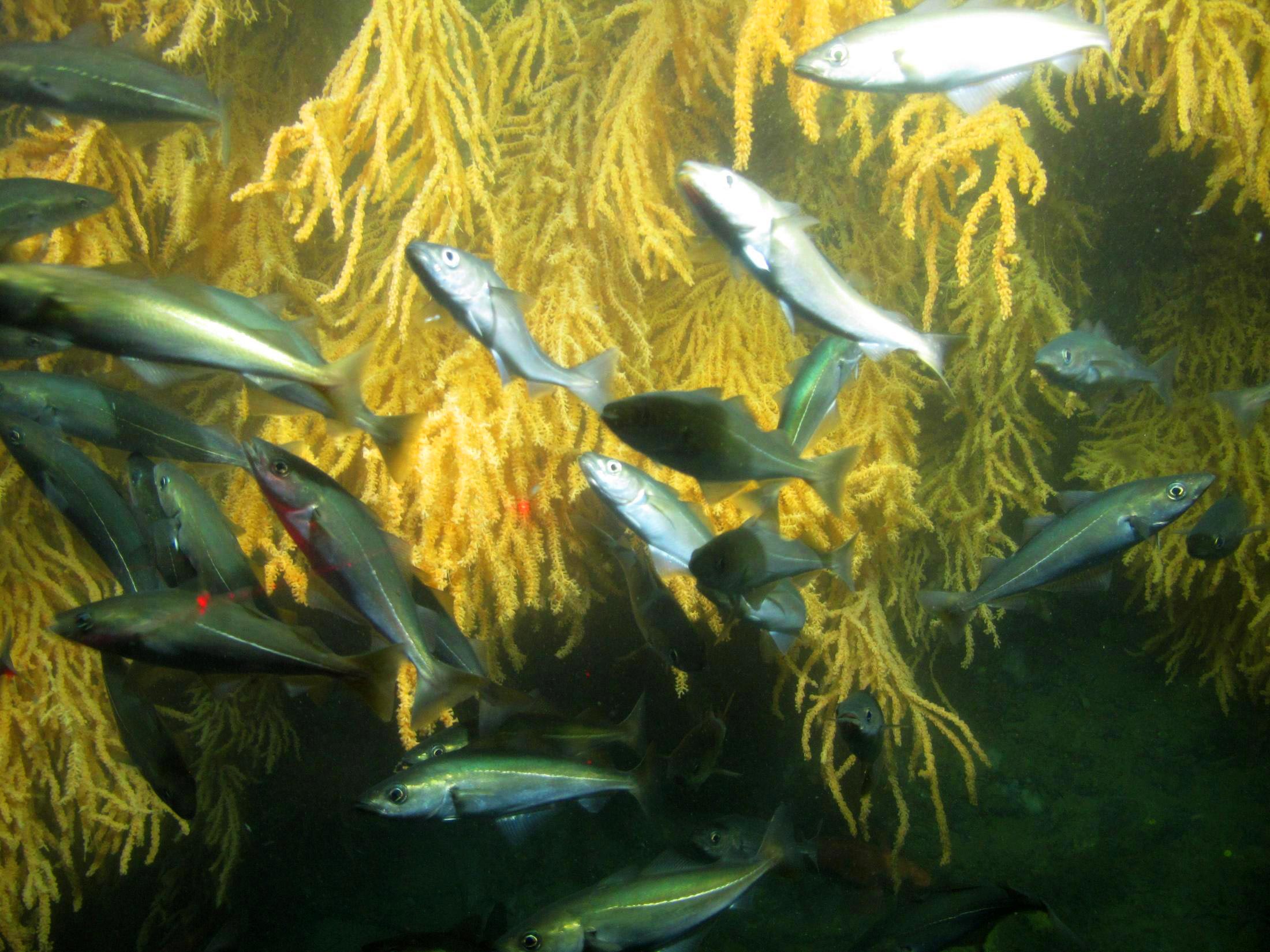 Pollock and Atlantic cod swim along a coral-covered wall at Outer Schoodic Ridge, feeding on abundant krill. (Photo courtesy of Peter Auster)