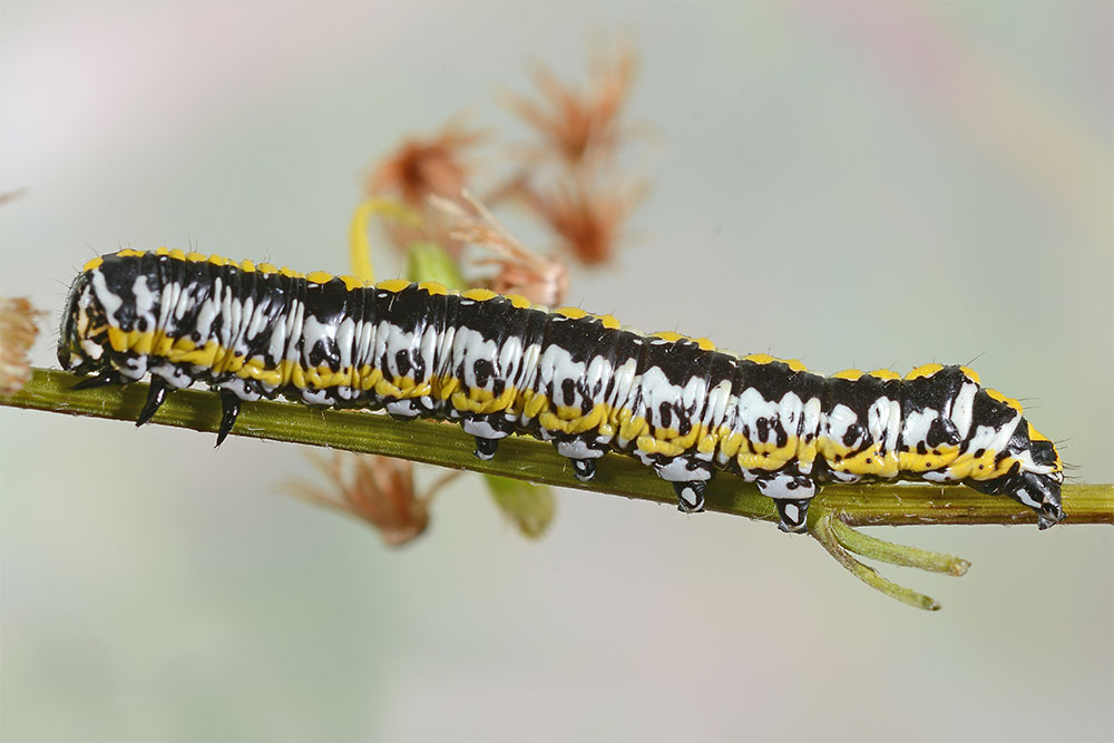 A white caterpillar with a yellow and white blotchy stripe. Caterpillar Species Cucllia Dorsalis