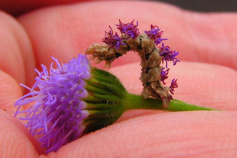 this caterpillar, matches to look and texture of the purple flower beside it. Synchlora aerate or camouflaged looper attaches pieces of flowers to its back as camouflage, replacing dead petals as necessary
