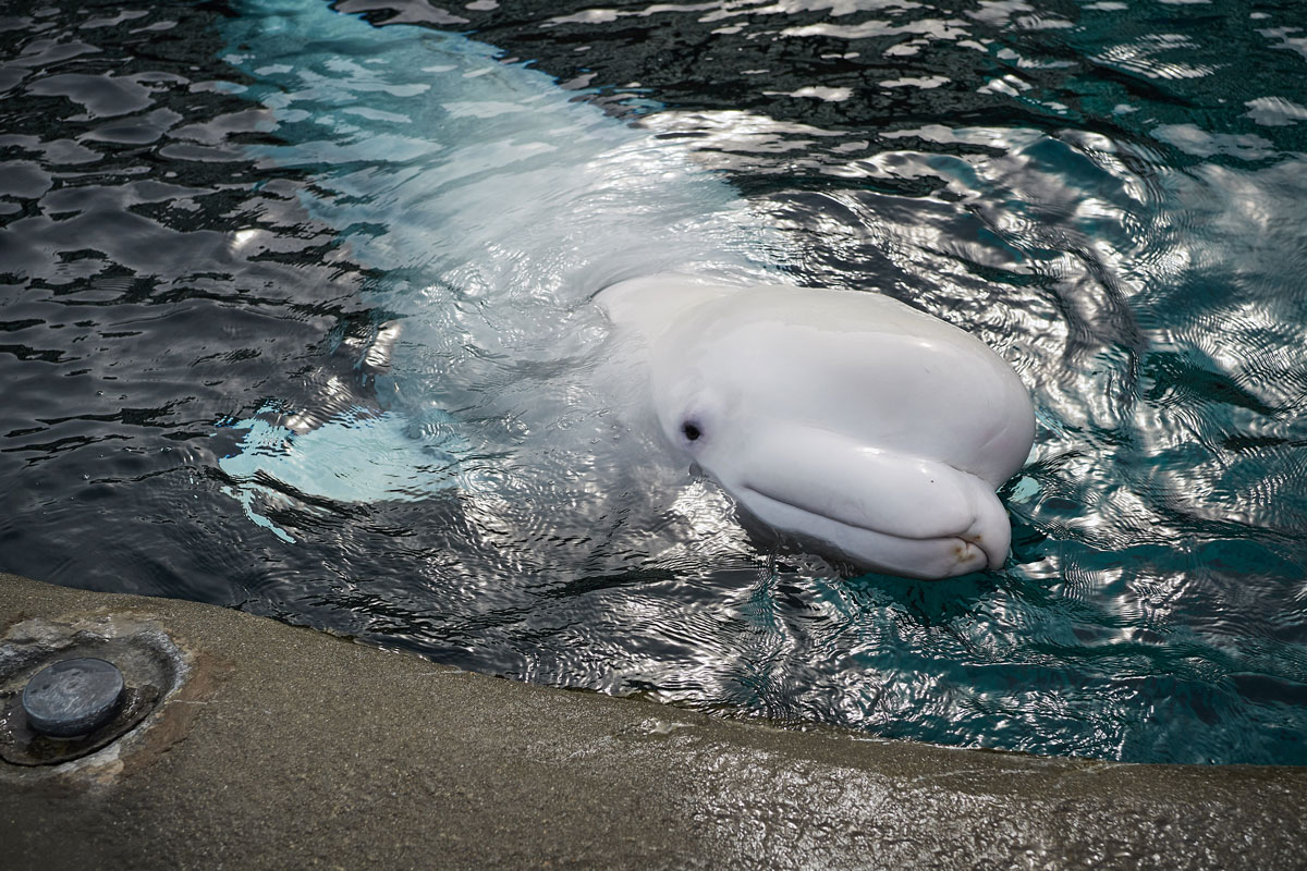 Beluga whale with it's head above the water
