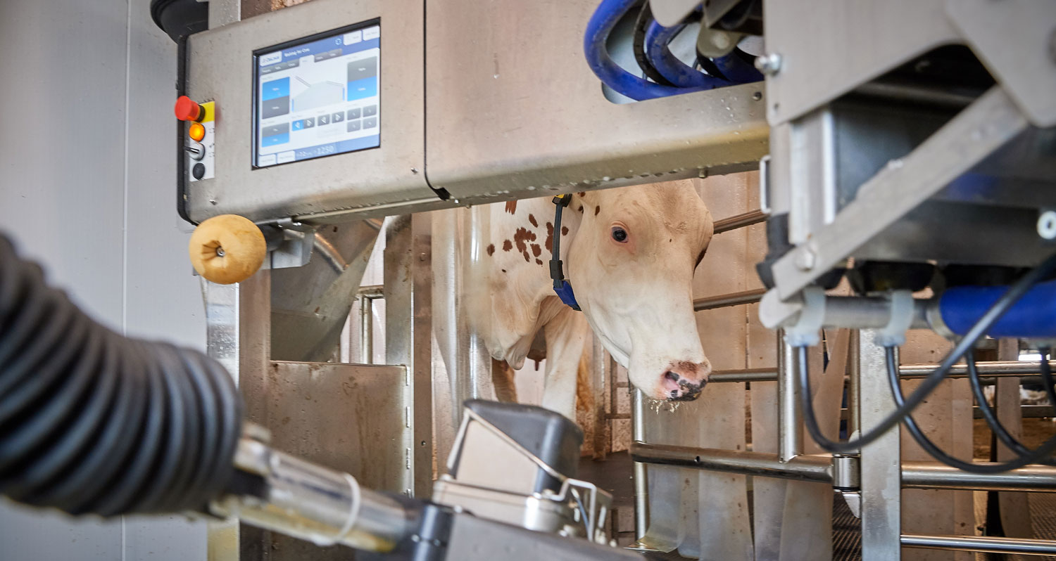 Robotic cow milking machine