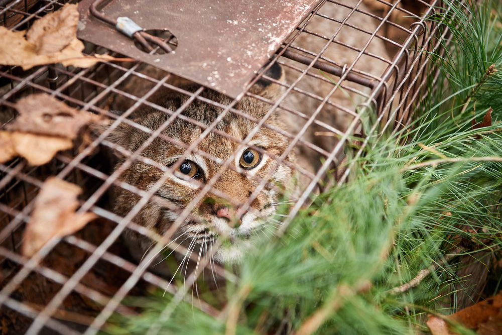 A caged bobcat in Connecticut