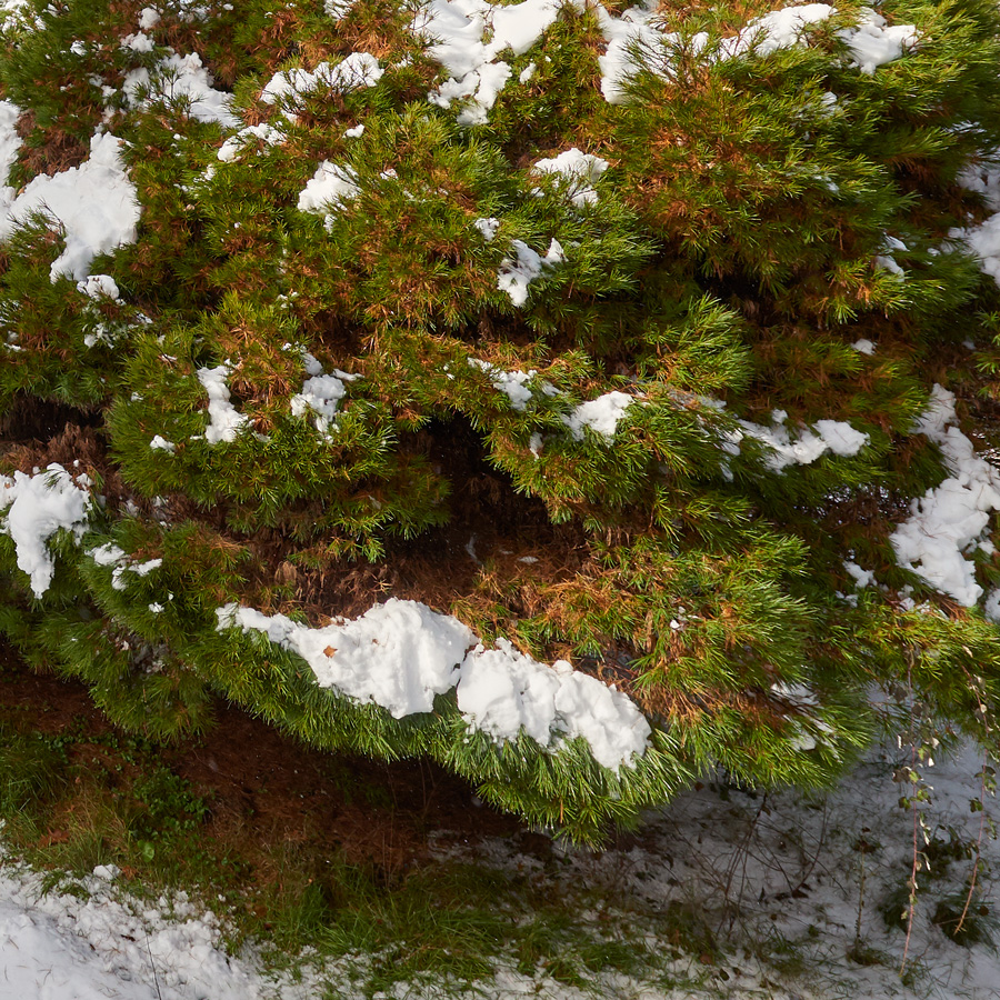 Dwarf Pinus strobus, eastern white pine