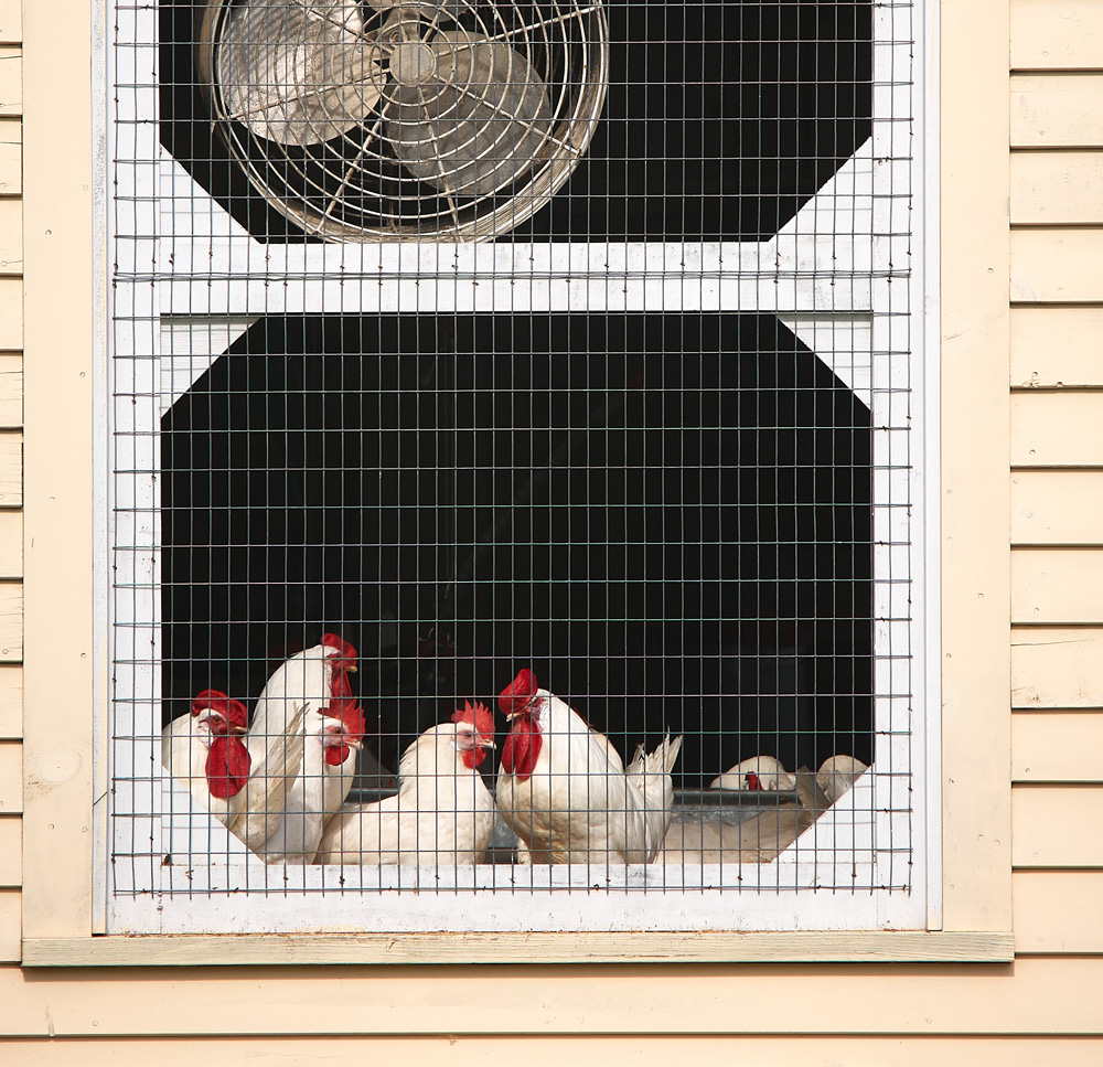 Roosters sun themselves in a window at the Historic Poultry Houses.