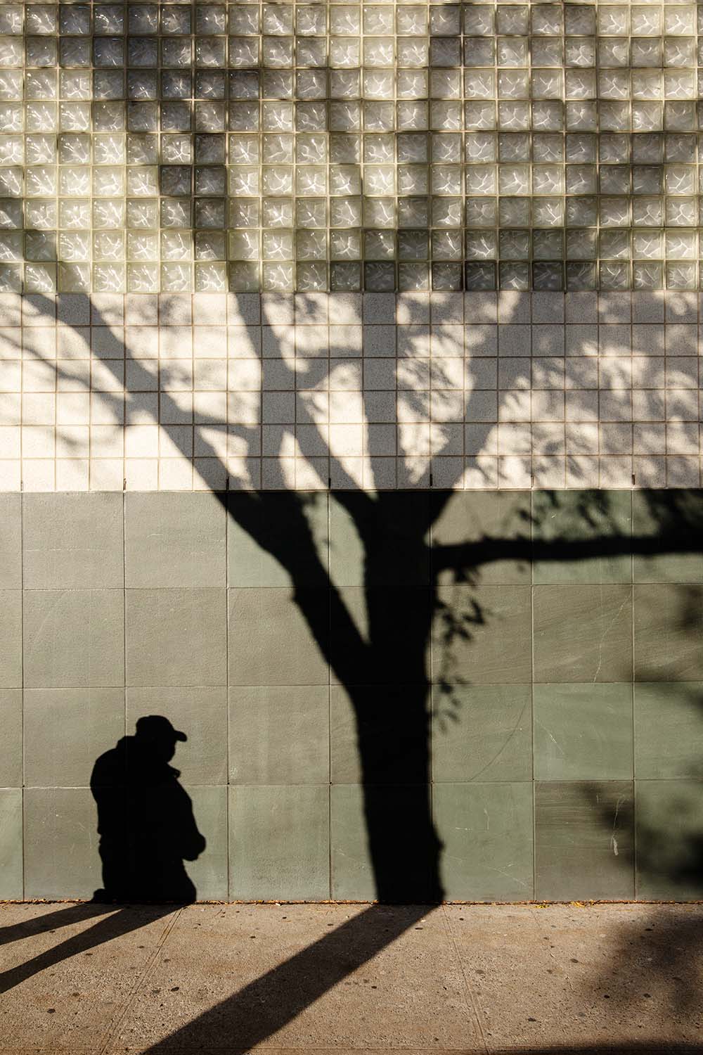 Shadow of a Man and a Honey Locust, Norwood, Bronx, from Tree Love series, 2020.