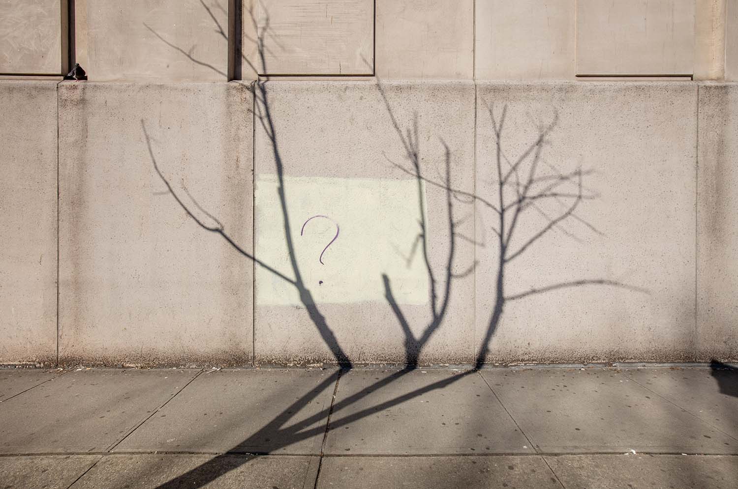 Shadow of a Dead Street Tree, Chelsea, Manhattan, from Tree Love series, 2020.