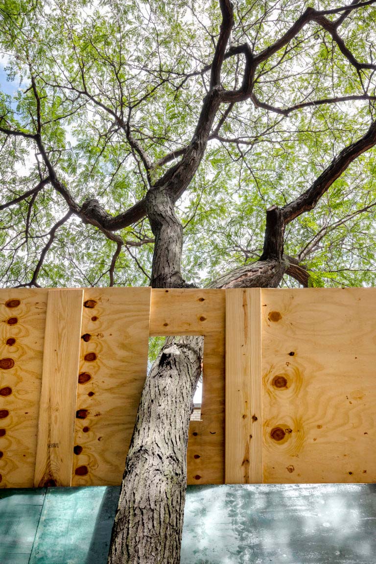 Honey Locust and Scaffolding, East Village, Manhattan, 2019, from Tree Love series.