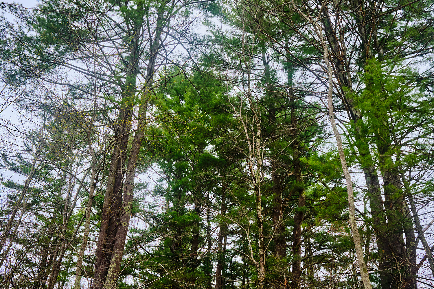 big pine trees