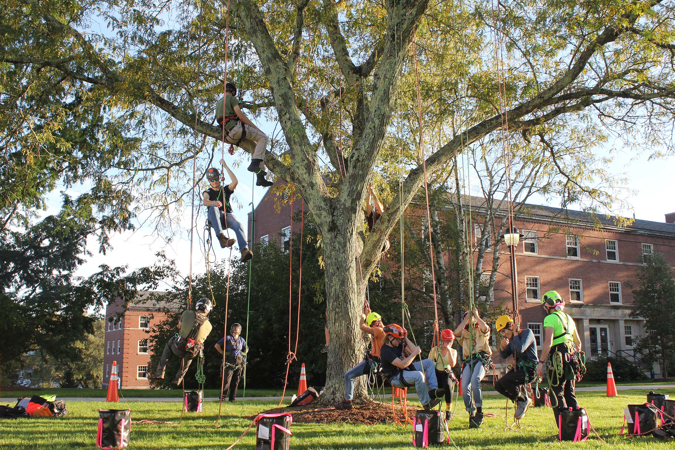 Students climbing trees on the Storr's campus