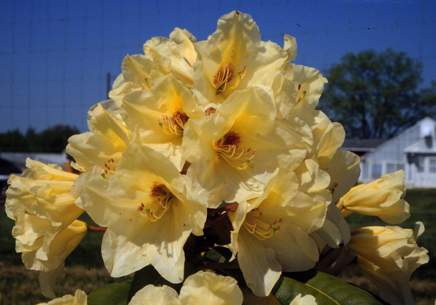 yellow rhododendrons
