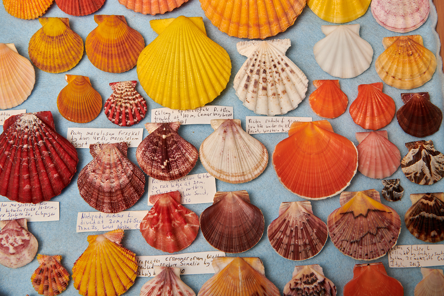 multiple scallop shells lined in a rows