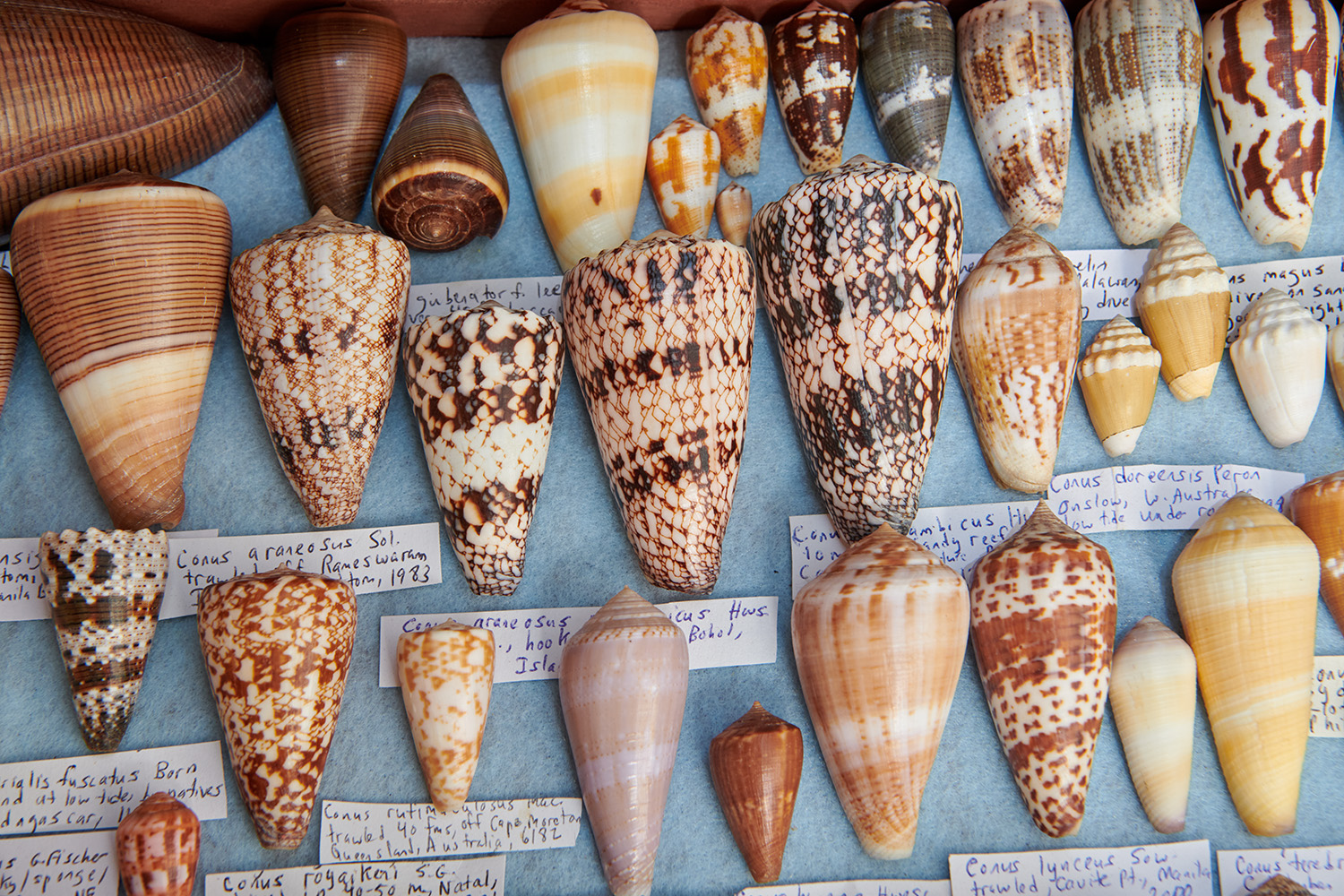 multiple conch shells lined in a row