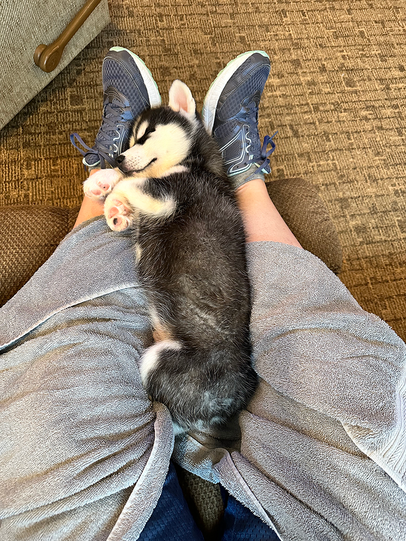Jonathan XV as a puppy lays asleep on a lap