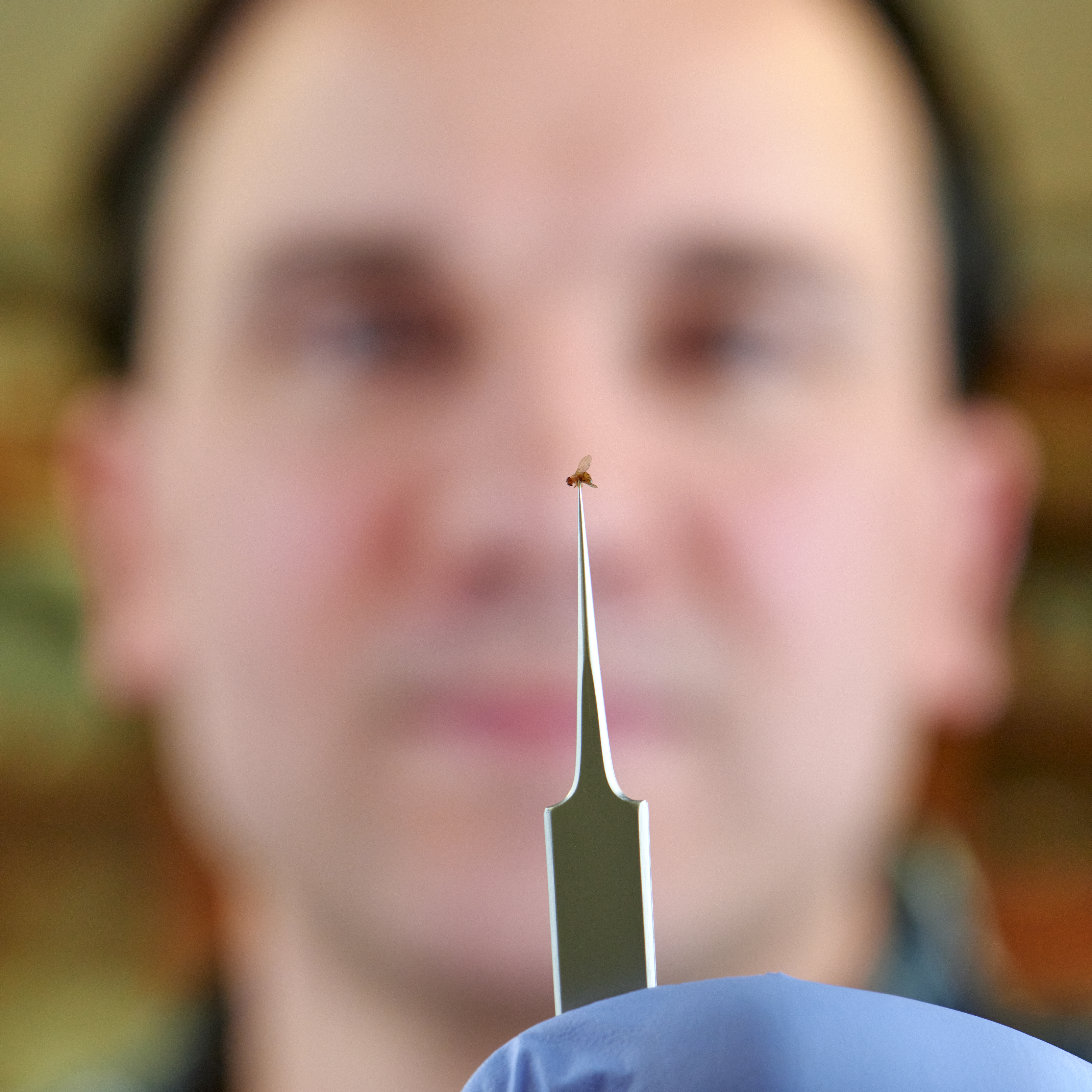 Jeff Divino holds a tiny fruit fly up via tweezers