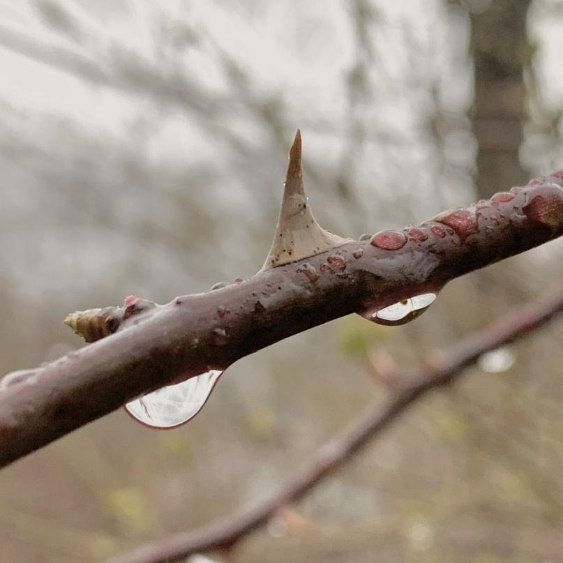 thorn on a wet branch