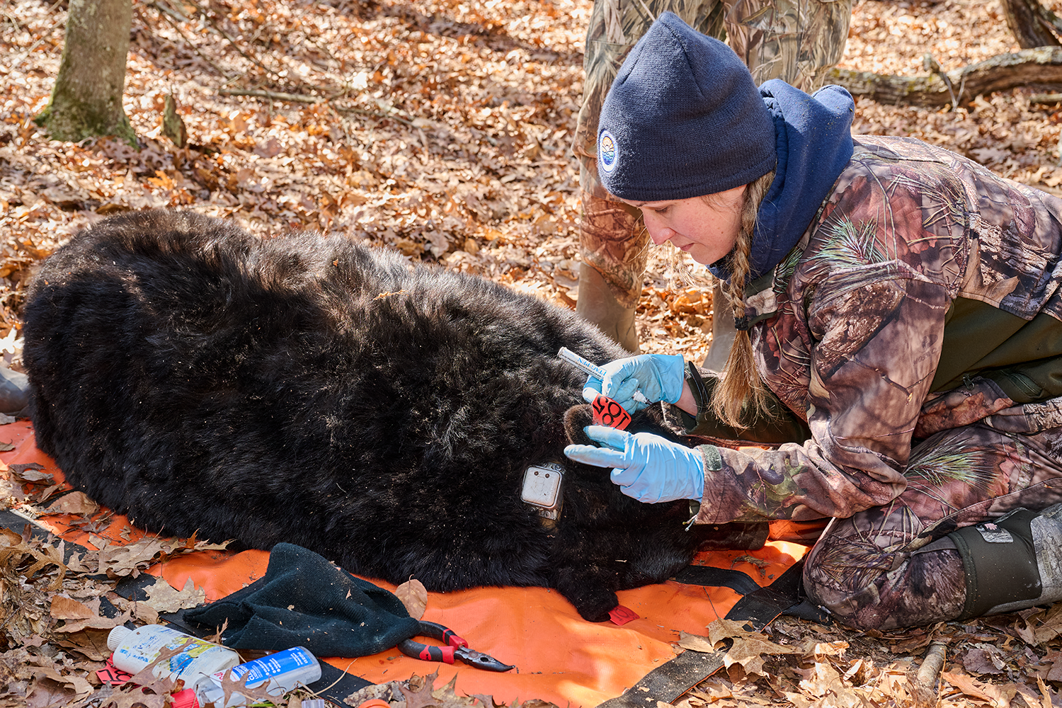 elissa Ruszczyk '09 (CANHR), Jason Hawley and other wildlife biologists from the Department of Energy and Environmental Protection replace the collar on a female black bear in the woods near New Hartford on March 18, 2024