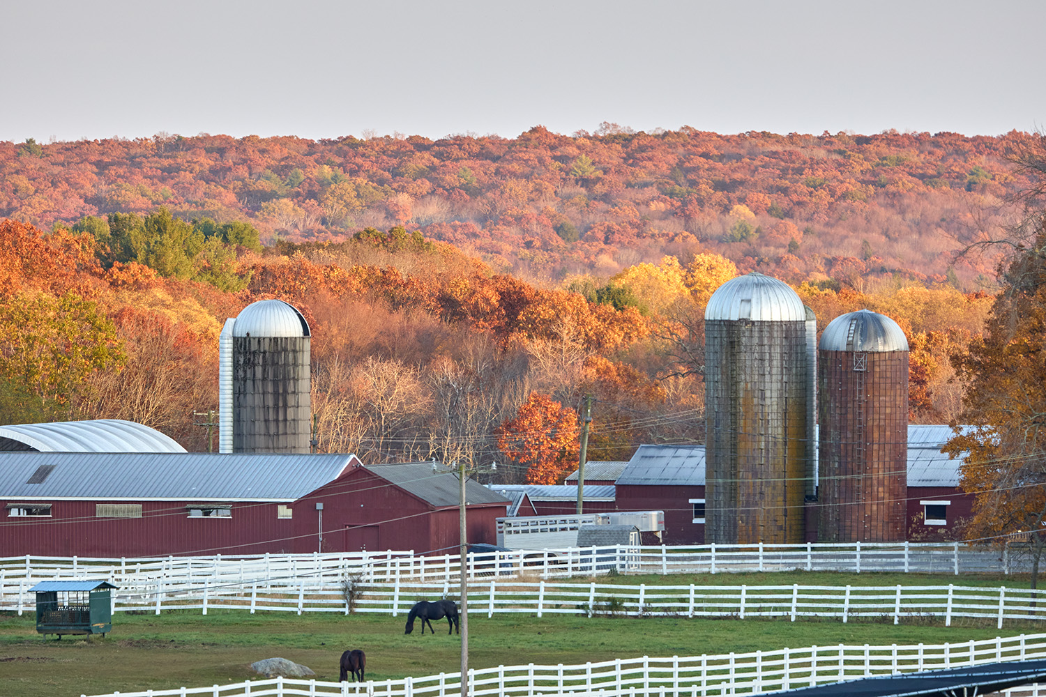 Cows and horses eat grass at Horsebarn Hill, with three silos in the background and a mountain covered in red, orange, and green leaves spanning behind them.