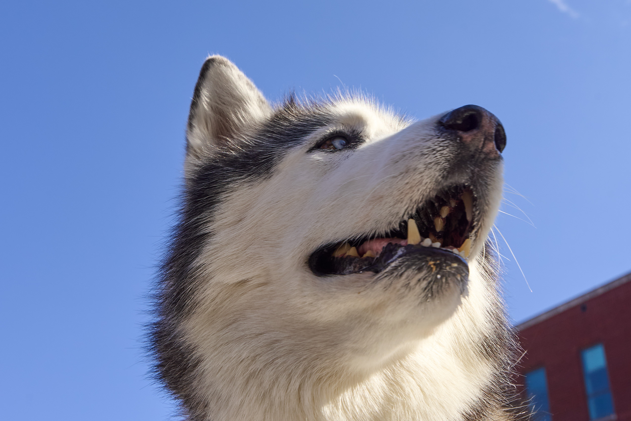 Husky mascot, Jonathan XIV, slightly opens his mouth under a clear blue sky.