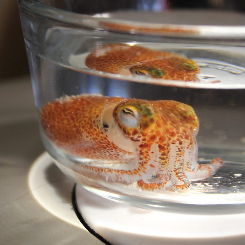 a young bobtail squid in a bowl