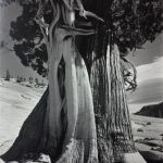 Image in black and white of tree trunk