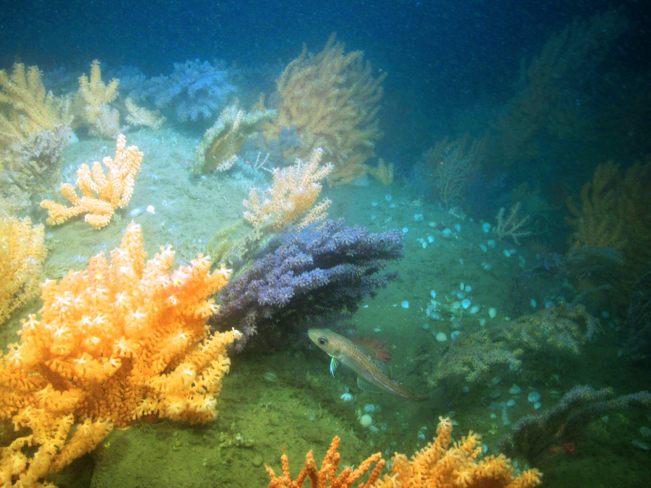 Coral garden habitat with a juvenile Atlantic cod swimming among the colonies, searching for shrimp. The corals provide both shelter from predators and a source of prey. (Photo courtesy of Peter Auster)