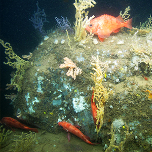 fish on reef